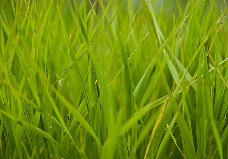 Green Grass Wallpaper